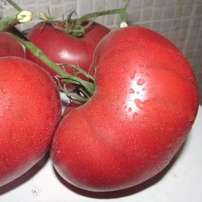 derevya-nizhney-polosy-10-151366