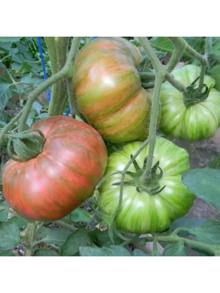 derevya-nizhney-polosy-2-151366