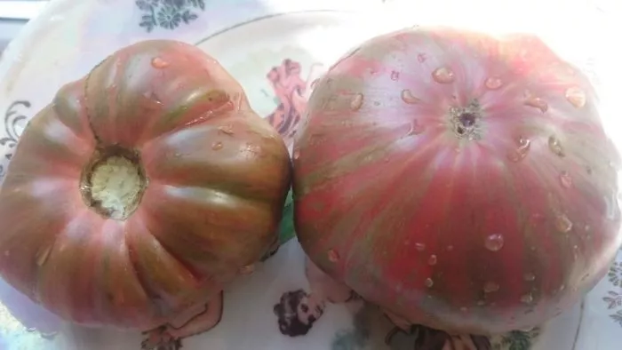 derevya-nizhney-polosy-4-151366