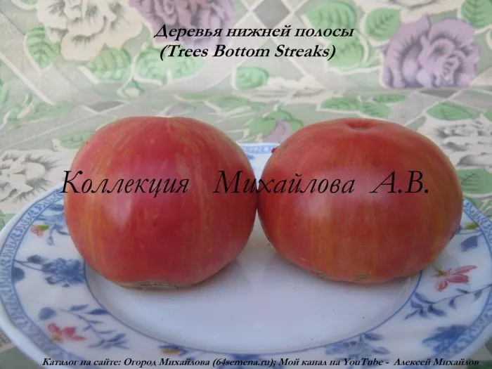 derevya-nizhney-polosy-5-151366