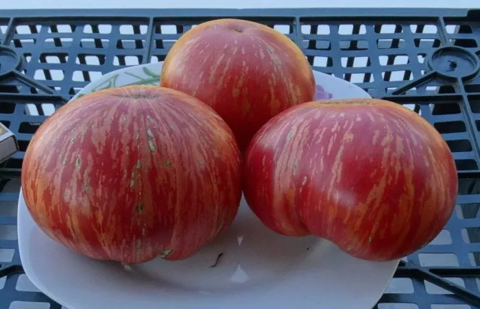 derevya-nizhney-polosy-6-151366