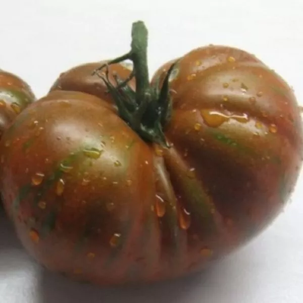 derevya-nizhney-polosy-7-151366