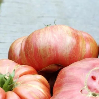 derevya-nizhney-polosy-8-151366