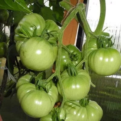 derevya-nizhney-polosy-9-151366