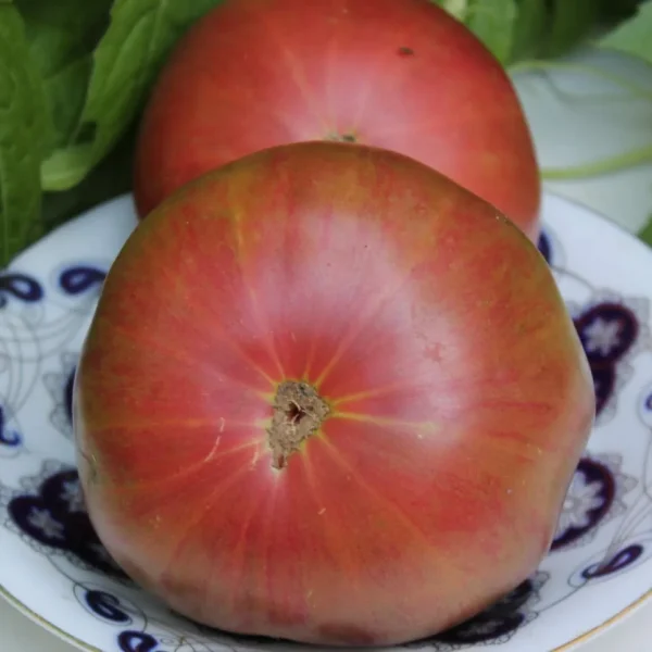 derevya-nizhney-polosy-main-151366