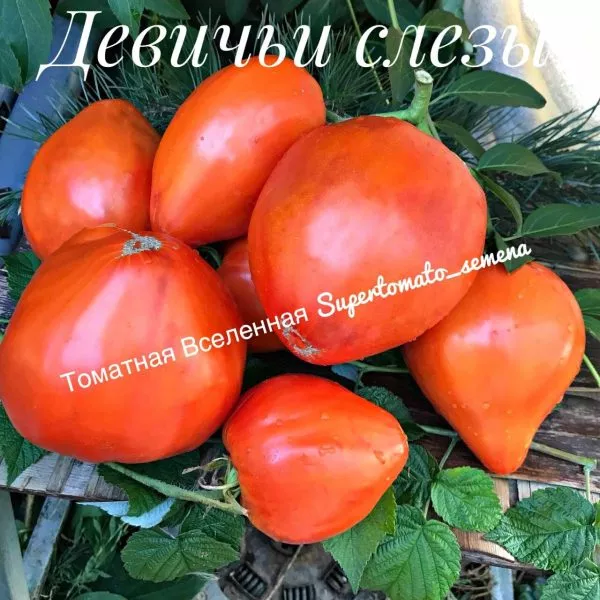 devichi-slezy-6-164039