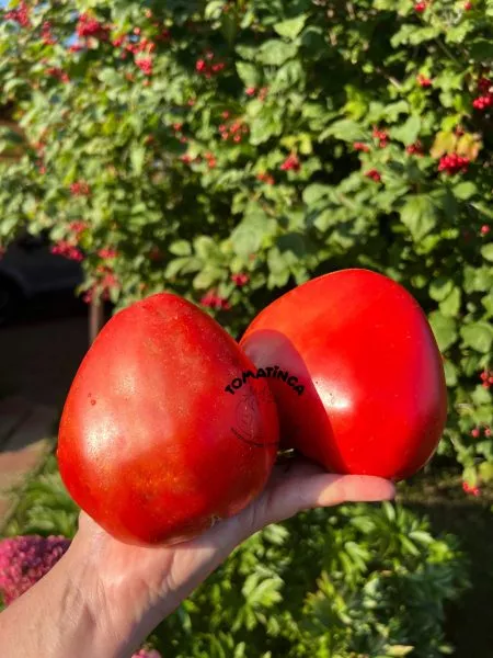 devichi-slezy-7-164039