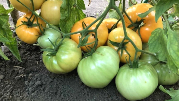 diksi-zolotoy-gigant-1-139628