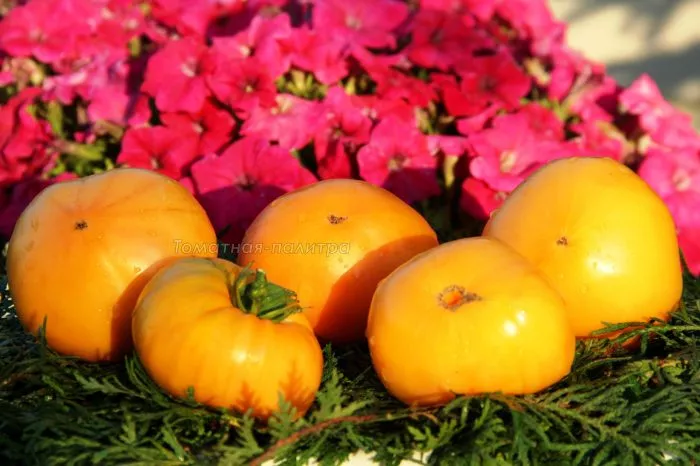 diksi-zolotoy-gigant-4-139628