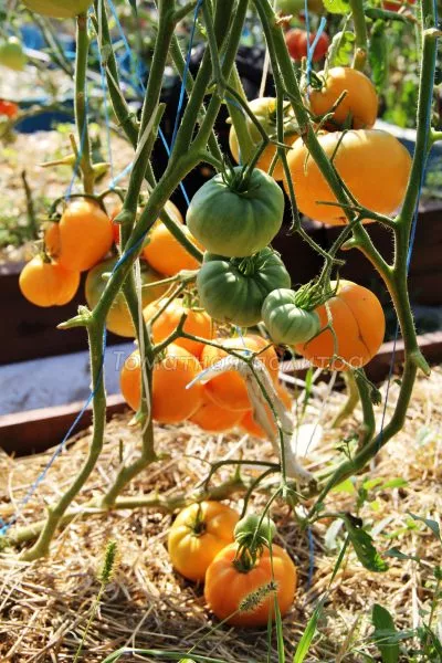 diksi-zolotoy-gigant-5-139628