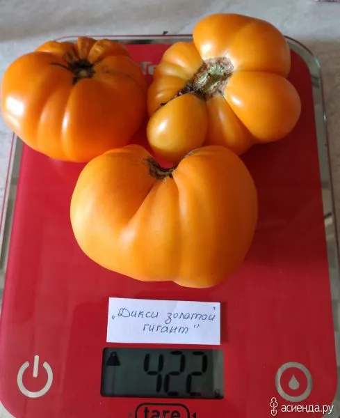 diksi-zolotoy-gigant-6-139628