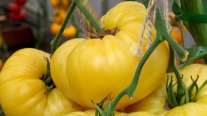 diksi-zolotoy-gigant-main-139628