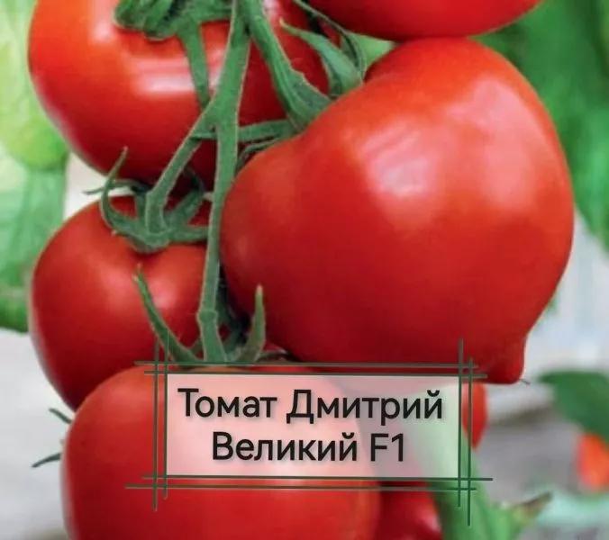 dmitriy-velikiy-main-142767