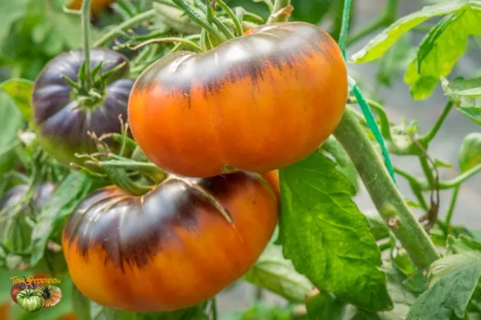 dnevnoe-naslazhdenie-main-164892