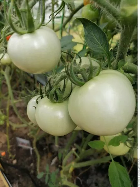 dobraya-feya-2-168364