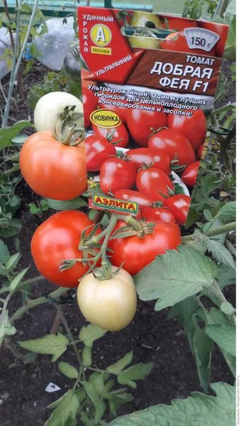 dobraya-feya-6-168364