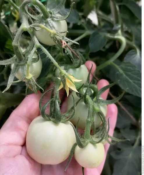 dobraya-feya-8-168364