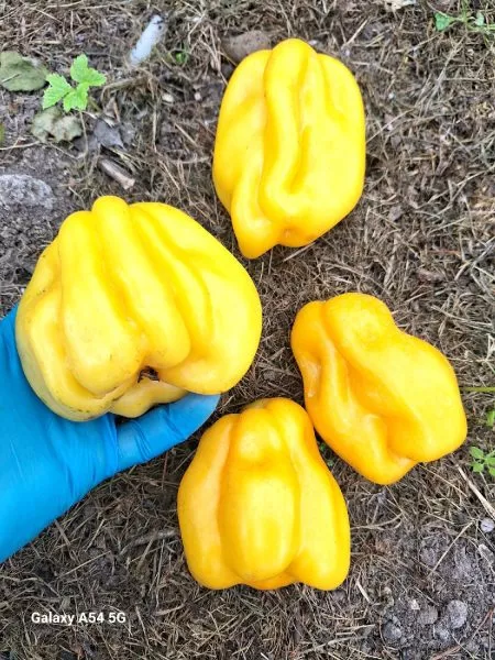 drapirovannyy-4-167893