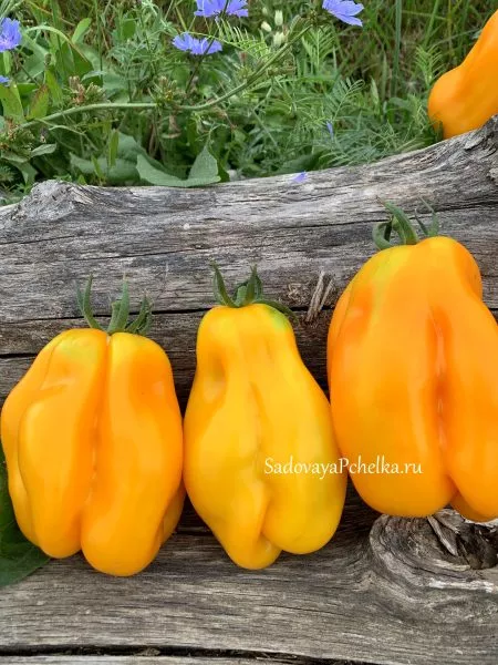 drapirovannyy-9-167893