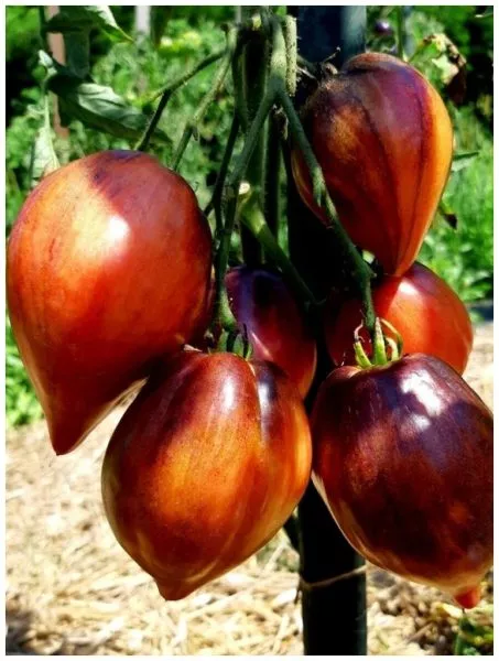 droblenoe-serdtse-4-154211