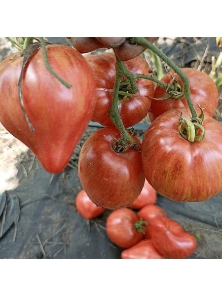 droblenoe-serdtse-main-154211