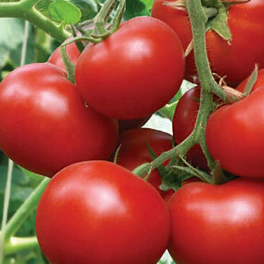 druzhnye-rebyata-2-133133