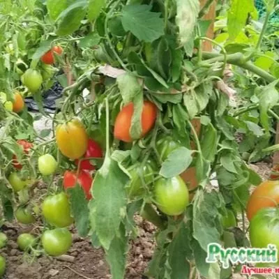 dusya-krasnaya-1-139218-1