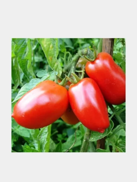 dusya-krasnaya-1-139218-2