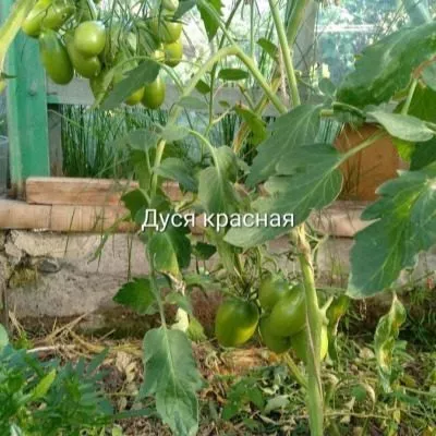 dusya-krasnaya-2-139218-1