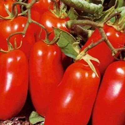 dusya-krasnaya-2-139218