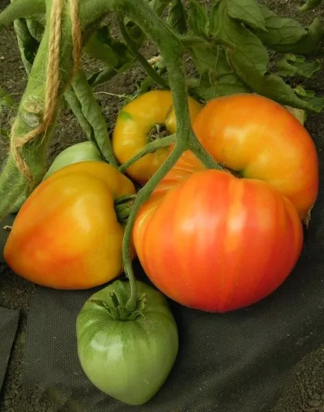 dynyushka-dynevyy-myod-2-154096