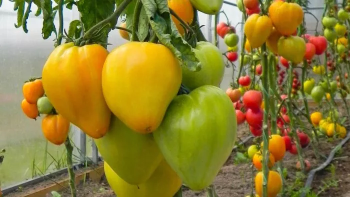 dynyushka-dynevyy-myod-3-154096