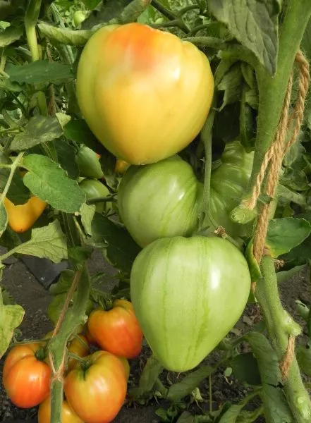 dynyushka-dynevyy-myod-4-154096