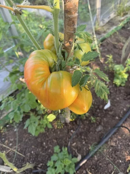 dynyushka-dynevyy-myod-5-154096