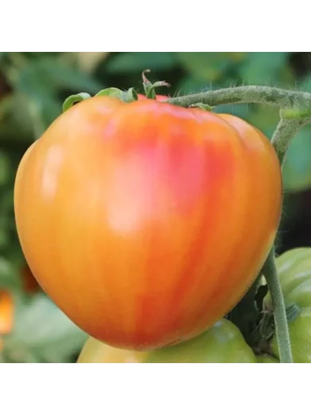 dynyushka-dynevyy-myod-main-154096