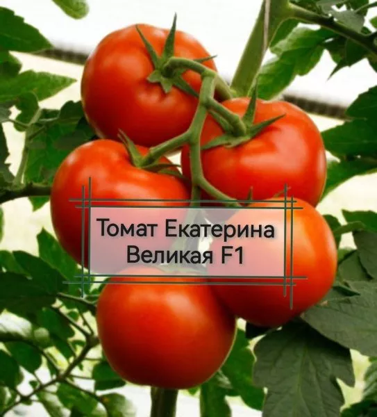 ekaterina-velikaya-1-139744