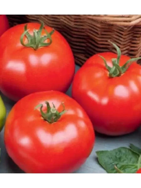 ekaterina-velikaya-3-139744