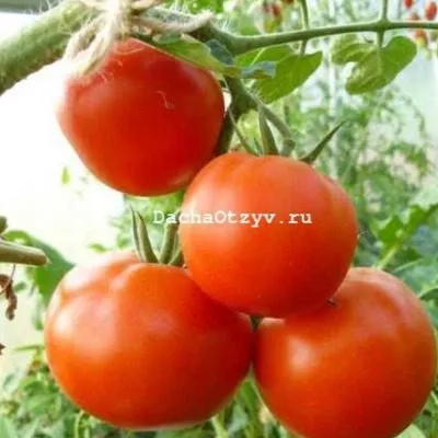 ekaterina-velikaya-4-139744