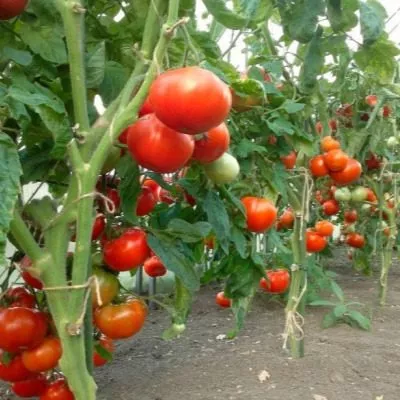 ekaterina-velikaya-5-139744