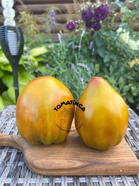 elfy-lesa-pazlvud-1-140616