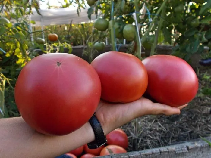 elizaveta-main-148564