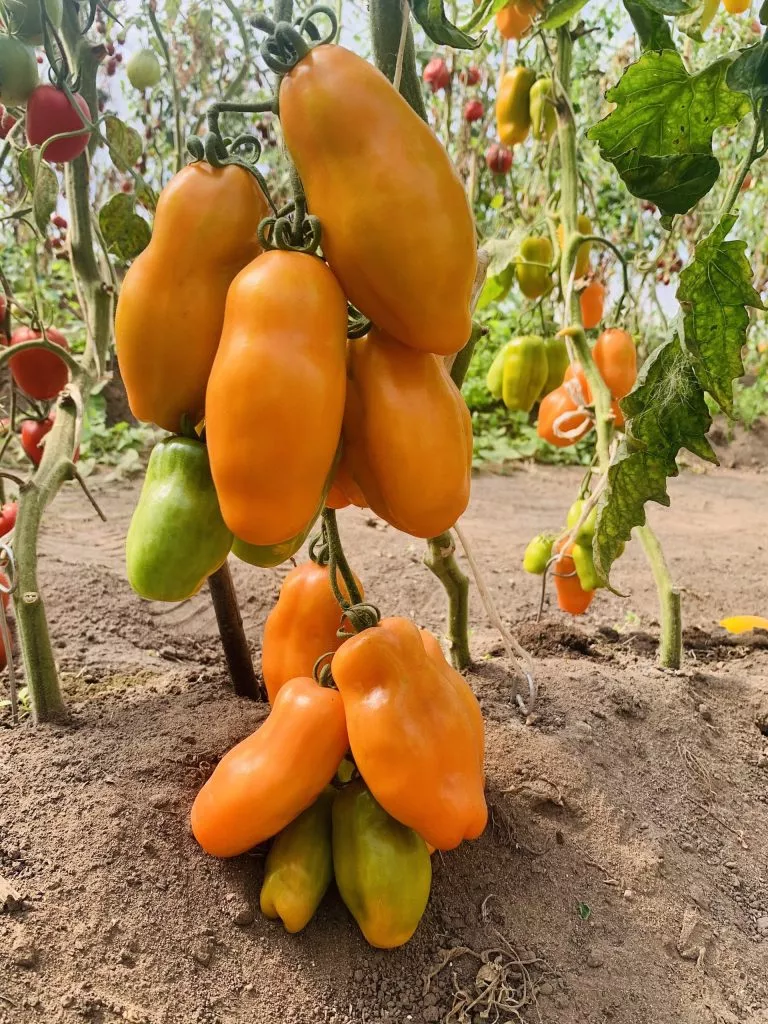 eros-oranzhevyy-1-132640