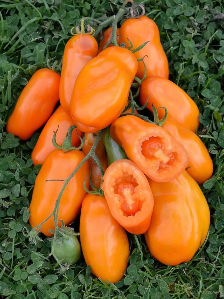 eros-oranzhevyy-2-132640