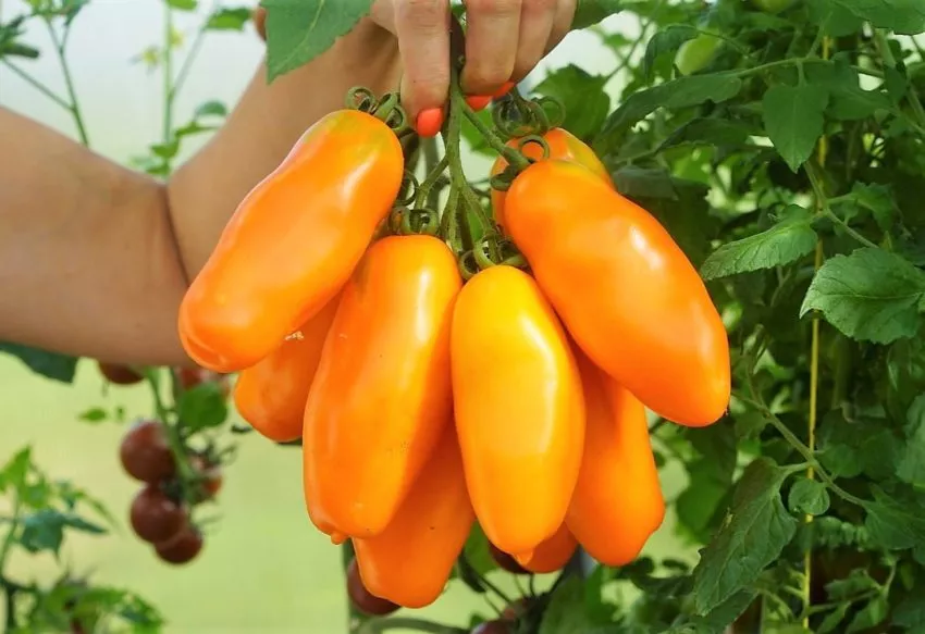 eros-oranzhevyy-3-132640