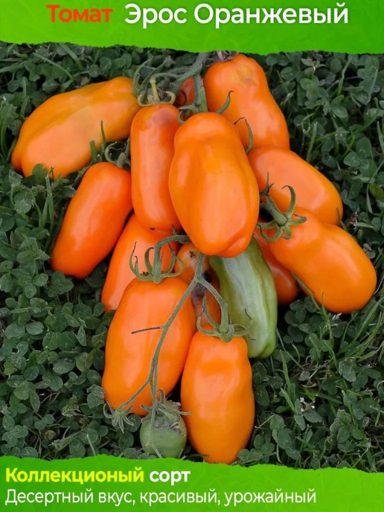 eros-oranzhevyy-4-132640