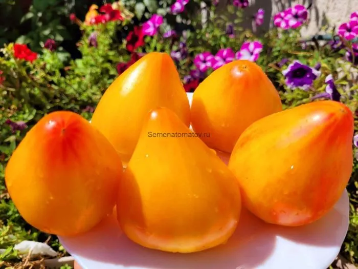 eyo-velichestvo-babushka-1-150347