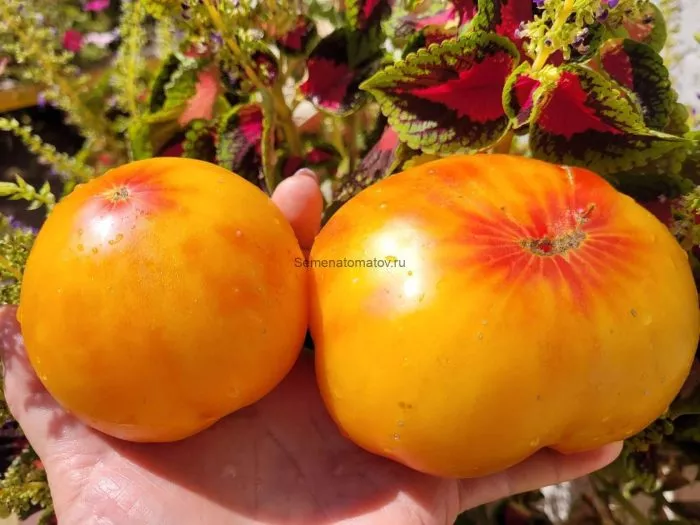 eyo-velichestvo-babushka-8-150347