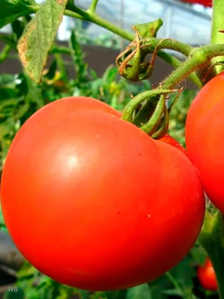 fartovyy-main-167034