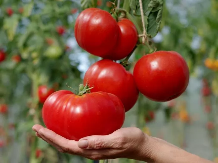 favorit-17-1-5-154186