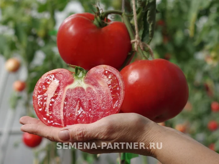 favorit-17-1-main-154186